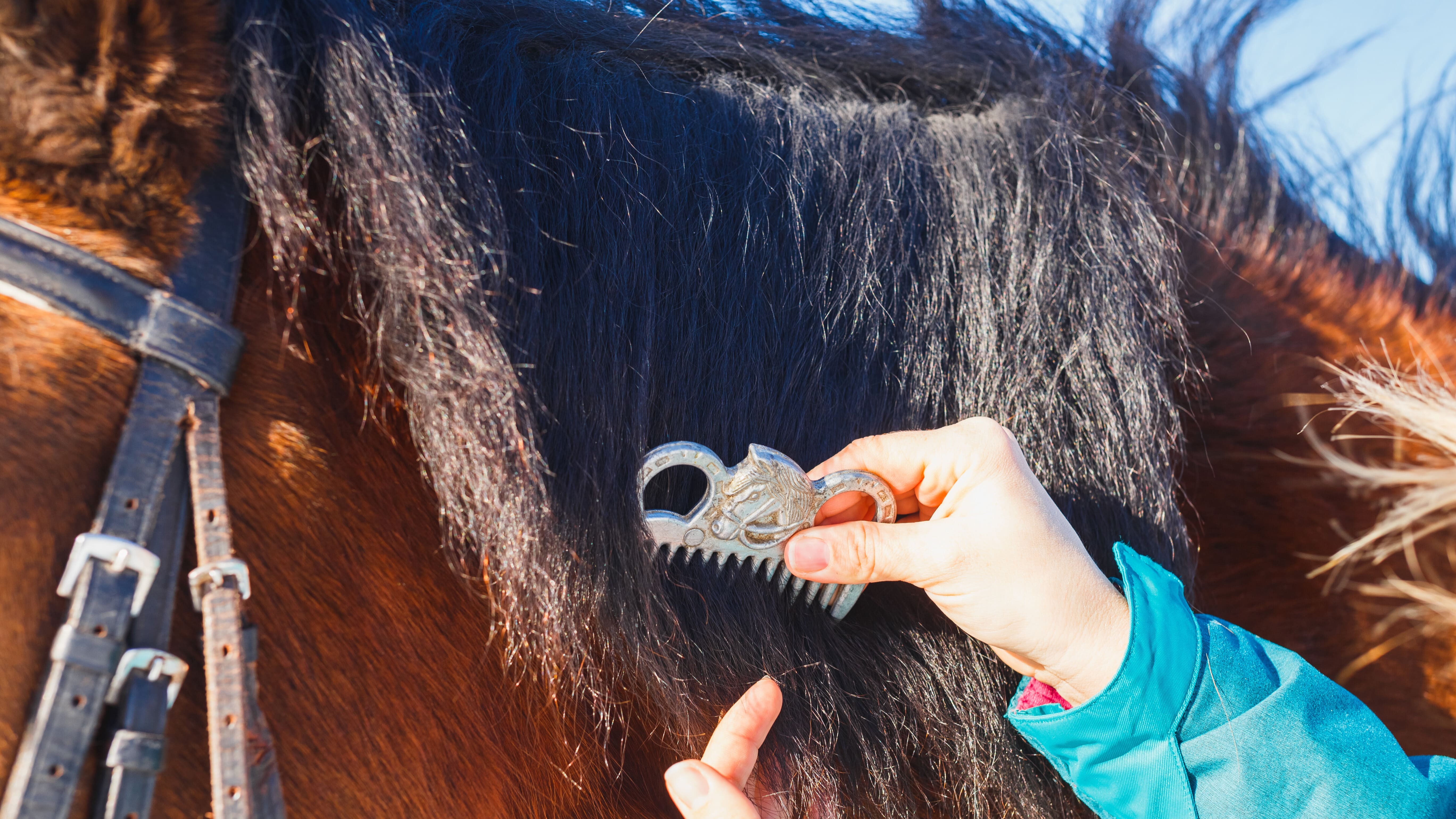 Botte de soin discount cheval